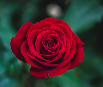 Rose éternelle : une fleur unique et plein d’amour