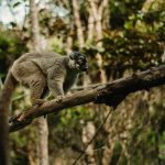 Trekking à Madagascar