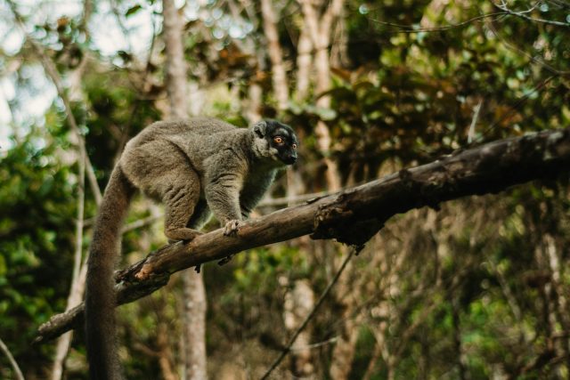 Trekking à Madagascar