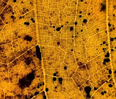 logiciel cartographie