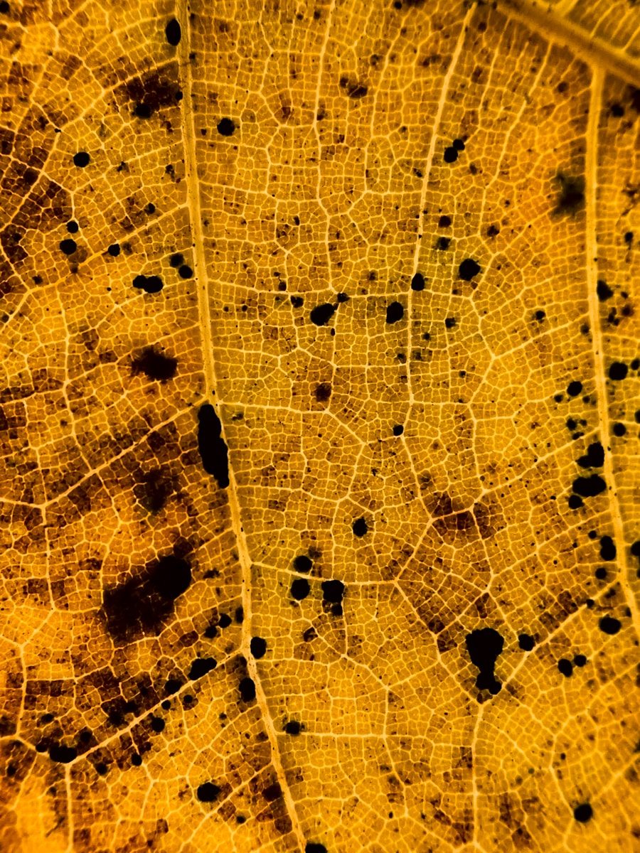 logiciel cartographie