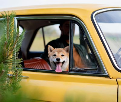 Offrez à votre chien un trajet confortable dans Paris